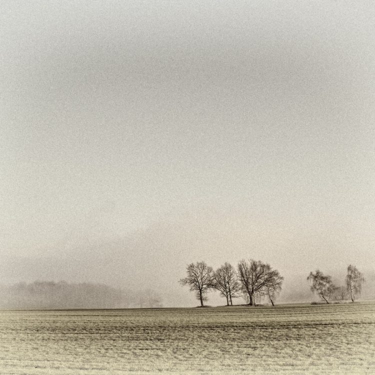 Morning Mist