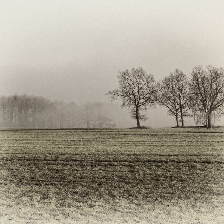 Morning Mist