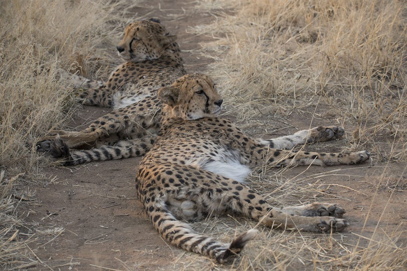 2017-08-28.9037.Geparden