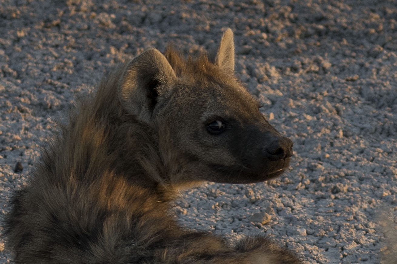 Hyaena