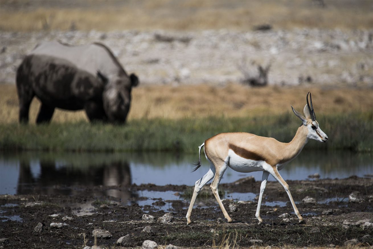 Springbok & Rhino