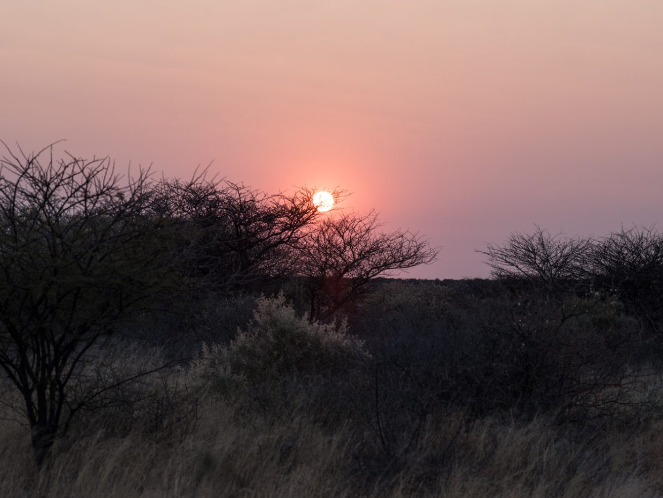 Kalahari Sunrise