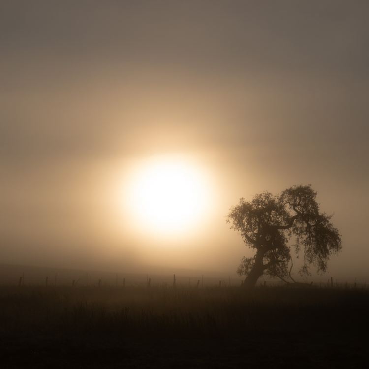 Morning Mist
