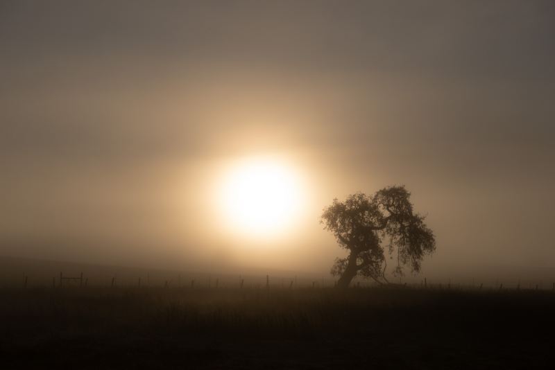 Morning Mist