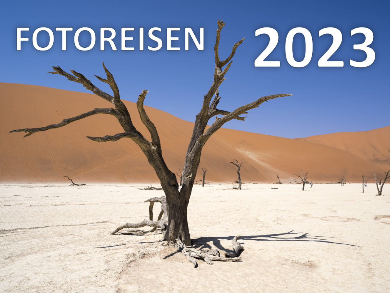 old tree at Deadvlei in the Namib desert | alter Baum im Deadvlei in der Namib-Wüste